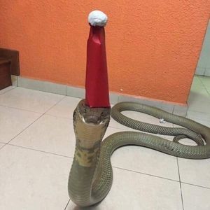 Meet your Posher, Reyna